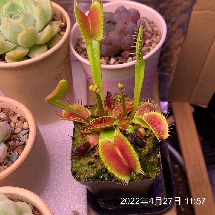 捕蝇草的变化(纯灯养) 太久没去留意它了,温度回暖开始发奋图强了