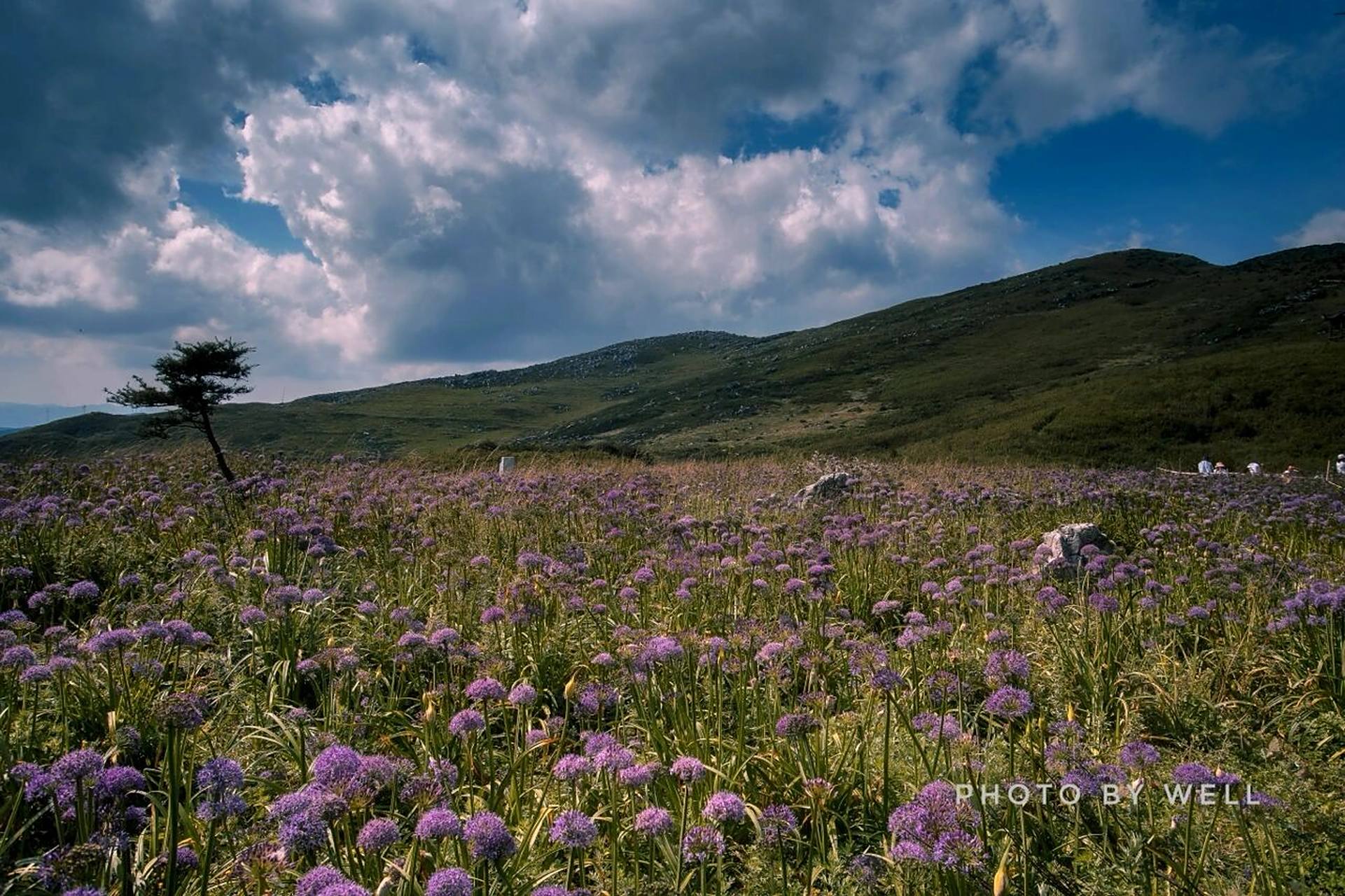 在贵州毕节和六盘水交界的群山中,有个景区叫韭菜坪