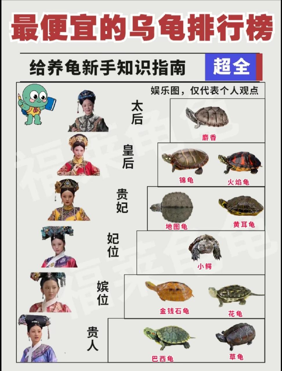 但是我认为,还是咱们的中华草龟,普遍适合大众新手玩家.