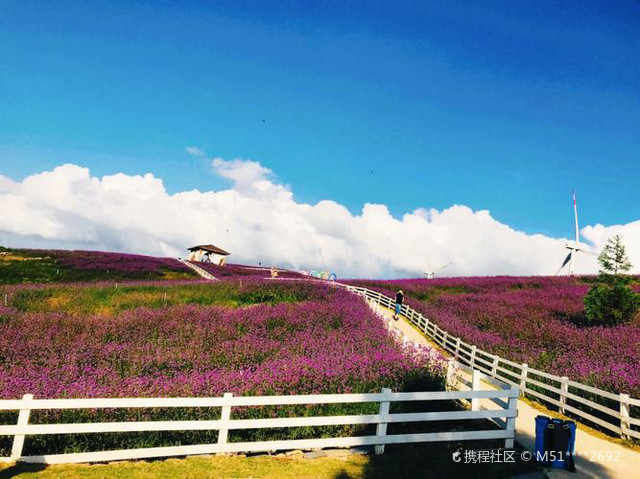 贵阳高坡云顶花海