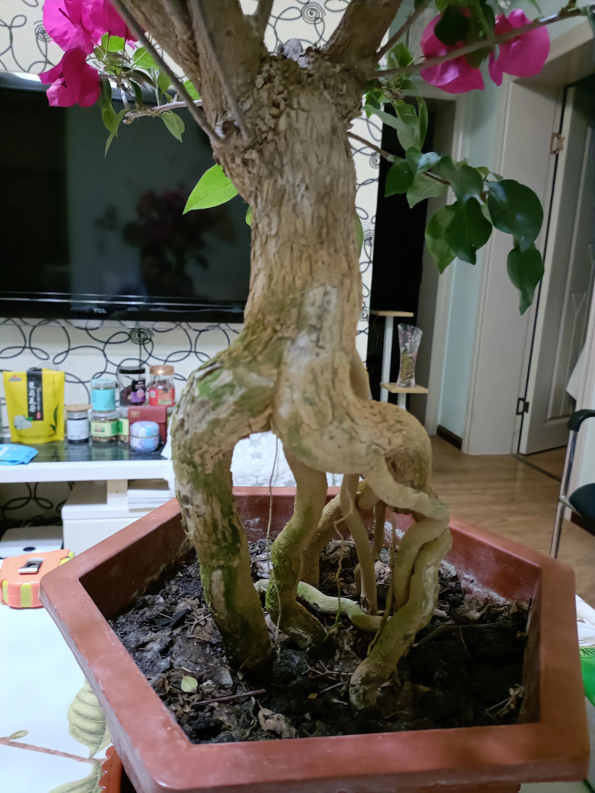 三角梅绿叶95蓝月亮     这个9499造型的真不错