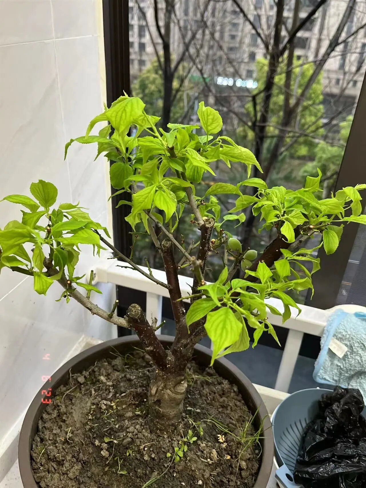 梅花养护 绿梅叶子这样,是什么原因呢?还是正常的