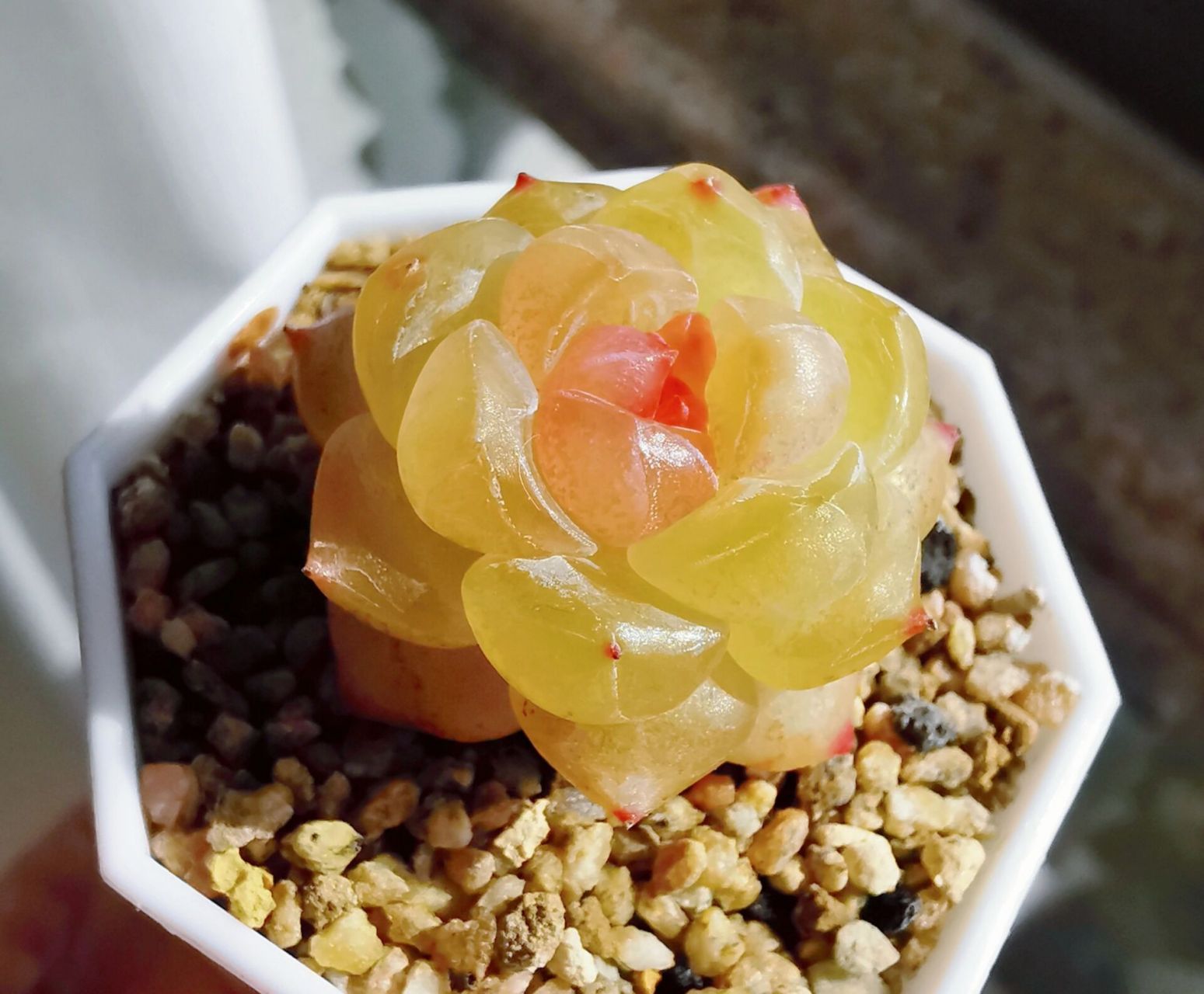 分享一篇糖心多肉养护 记得我刚入坑的时候,关于糖心多肉的养护,流传