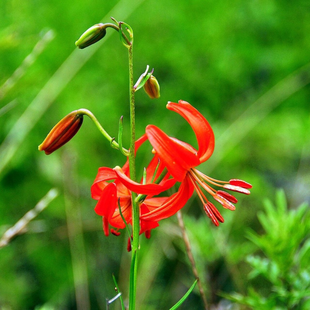 每日一花|山丹丹花 山丹丹花:山丹丹,植物学名细叶百合,又名红百合