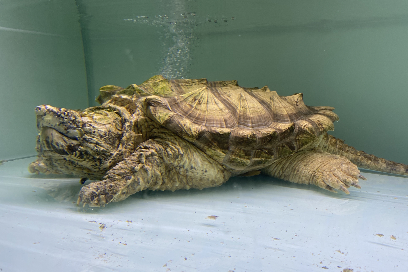 前段时间有朋友私信问到选择什么品种的鳄龟比较好?