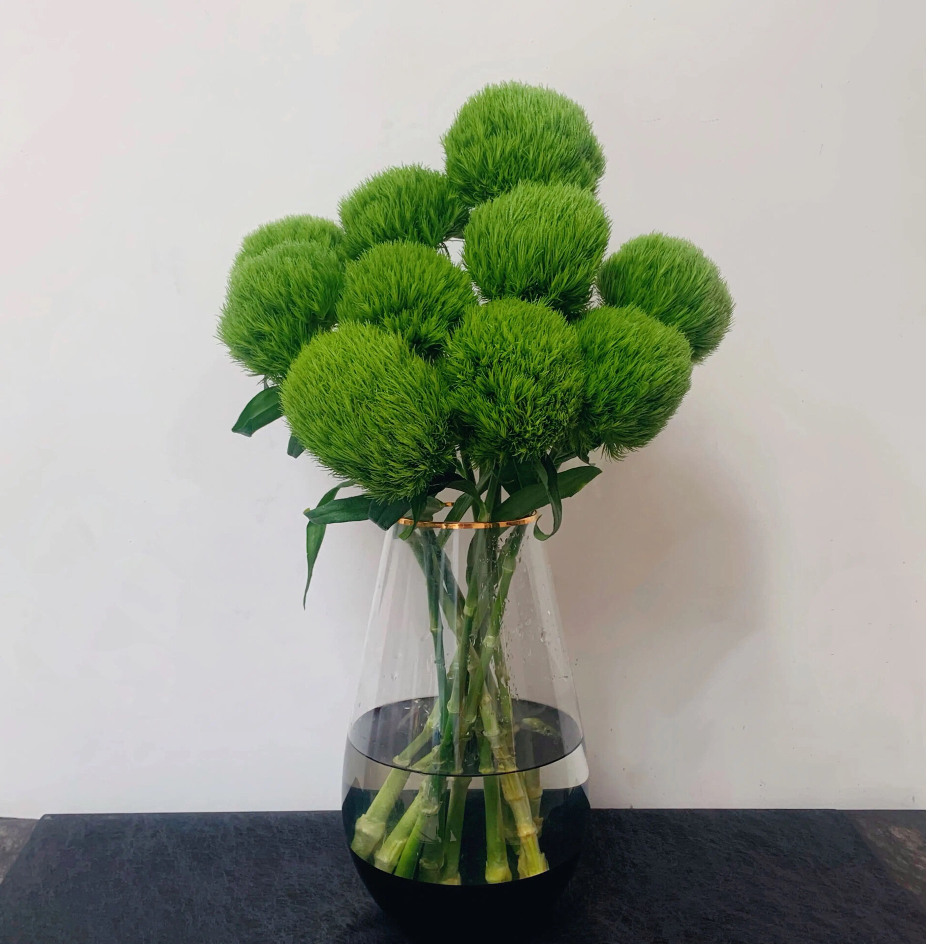 带你每天认识一种花材和养护592绿石竹 别名:绿毛球 花语:纯洁的爱