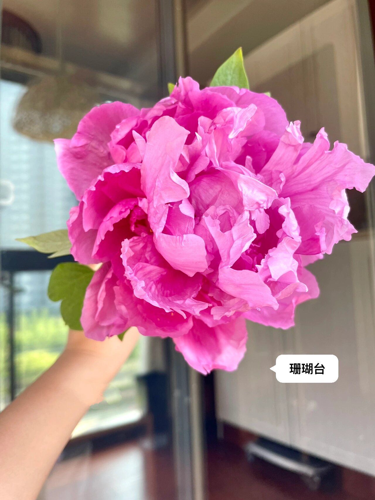 国产牡丹首案红,珊瑚台 两款明显的台阁型牡丹.