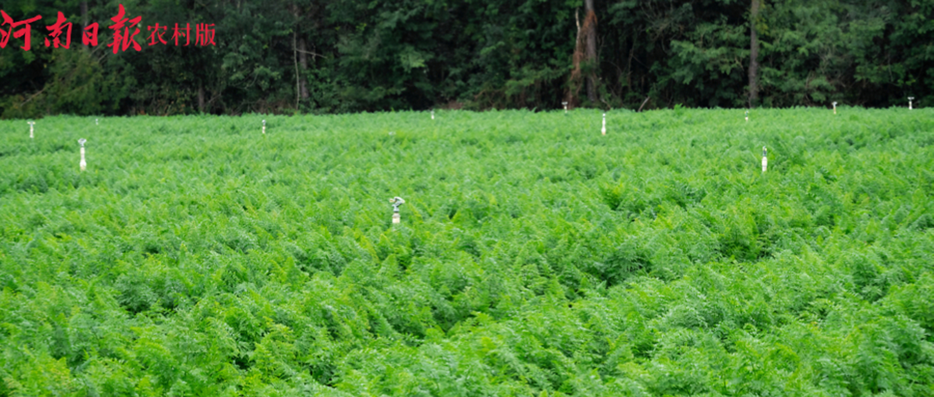 【高温持续蔬菜咋管理⑦丨胡萝卜篇】近期,河南多地持续高温,有些地区