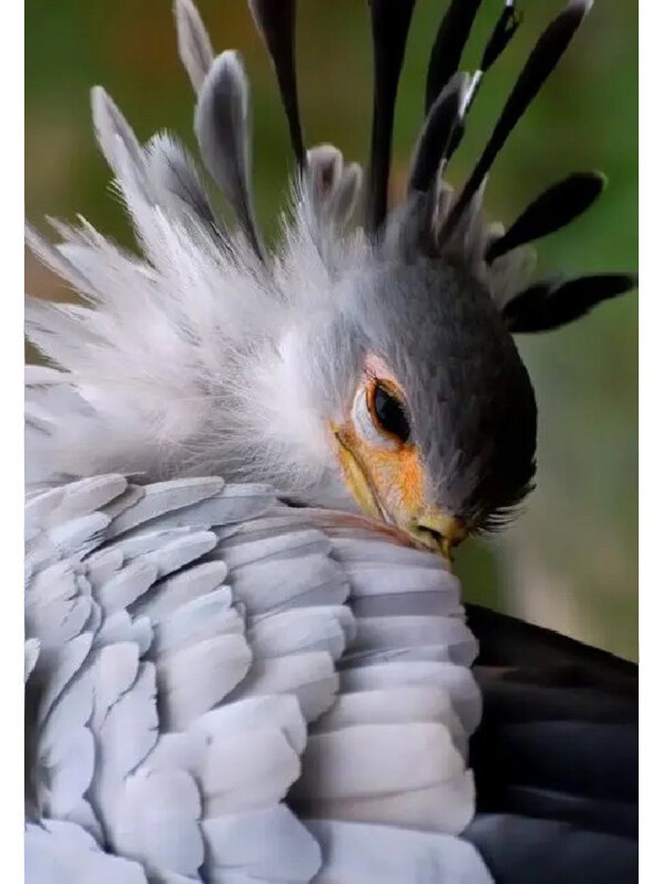 秘书鸟 蛇鹫 92命名:蛇鹫(学名:sagittarius serpentarius):是蛇鹫