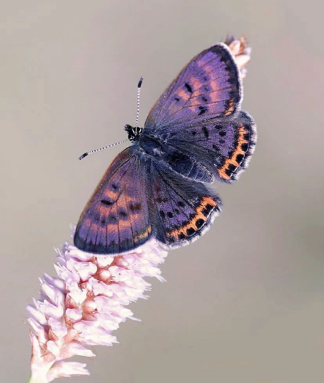 极少见的紫色蝴蝶|罕莱灰蝶 拉丁文名:helleia helle029969