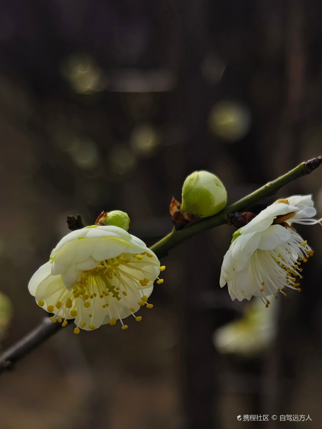 松江百荟园探梅…太美了吧