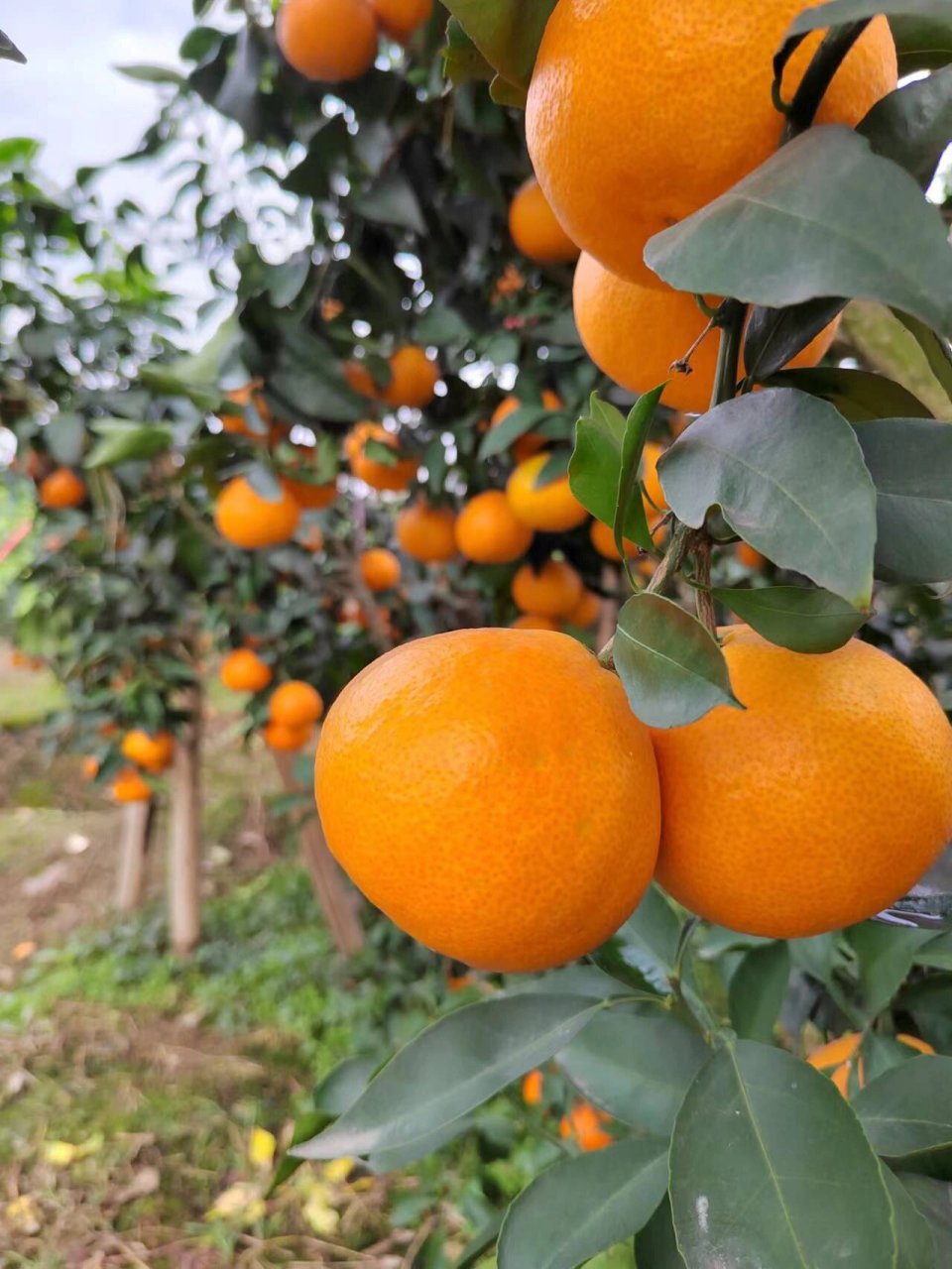 令人惊艳的本土水果|眉山果冻橙,不负美名!