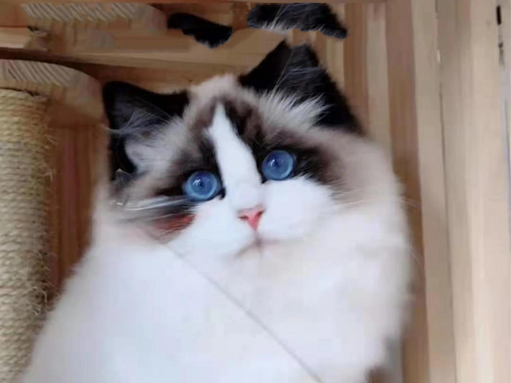 双色是最贵的,一般正内规的猫舍容双色的布偶猫价格都在一万以上