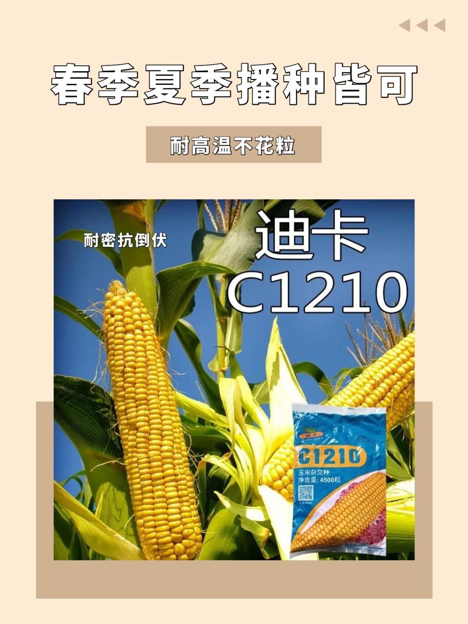 迪卡c1210抗倒伏,抗茎基腐,抗锈,容重高商品性好,黄淮海区域适合种植