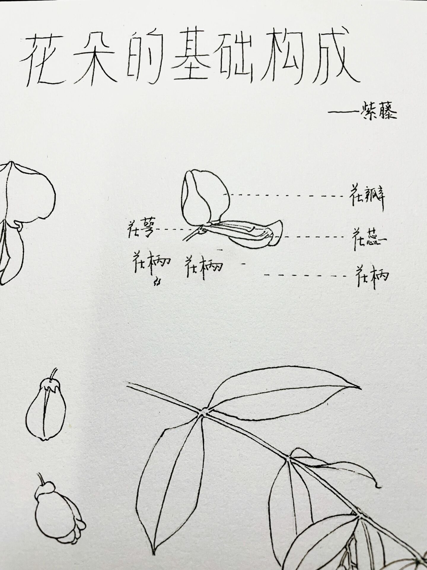 花卉基础篇·花朵12·紫藤 附结构画法 鼎怪兽 紫藤单花结构简单