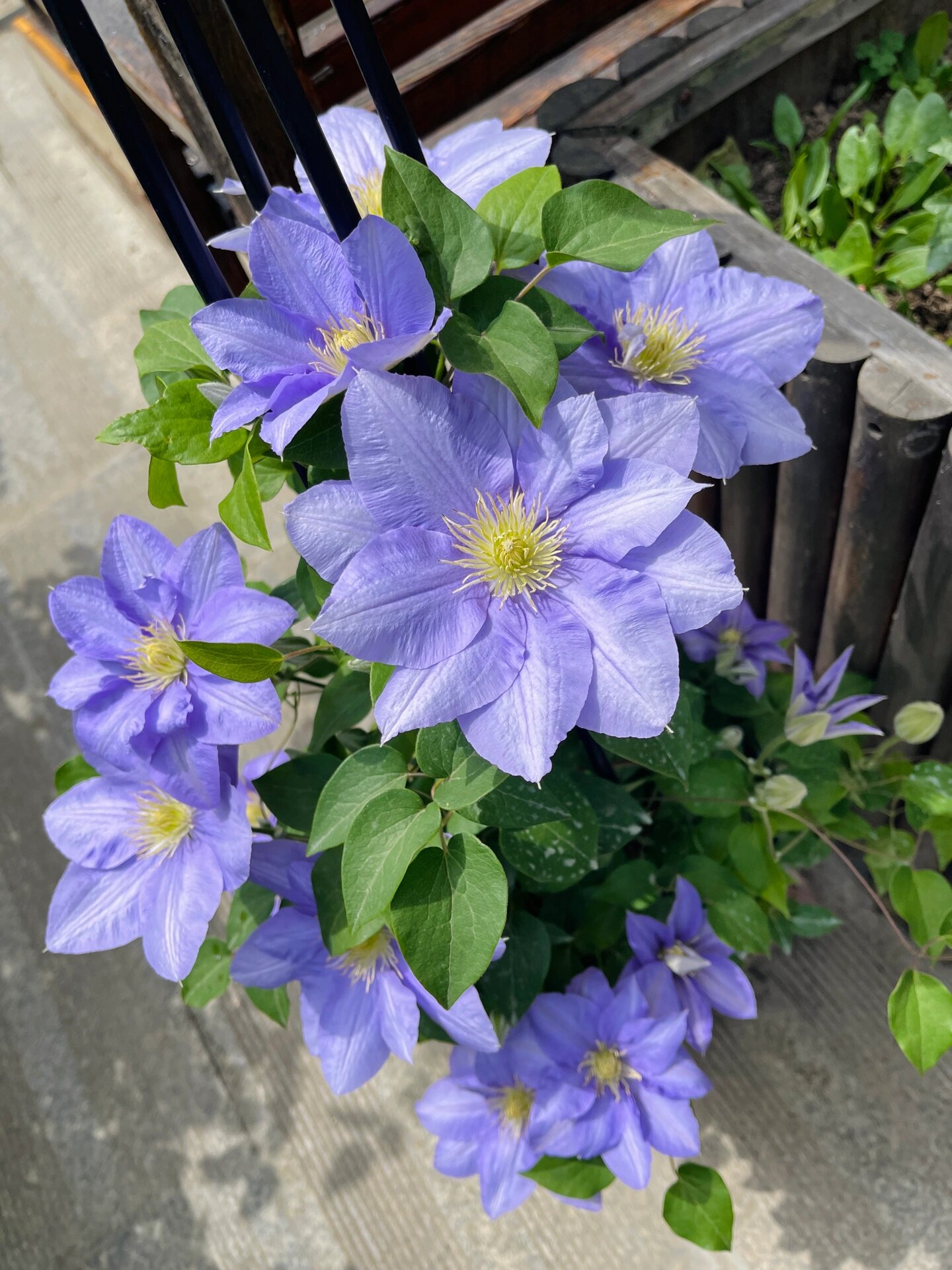 铁线莲•塞尚 野草一样的生命力,很好养的一款铁,花期也长.