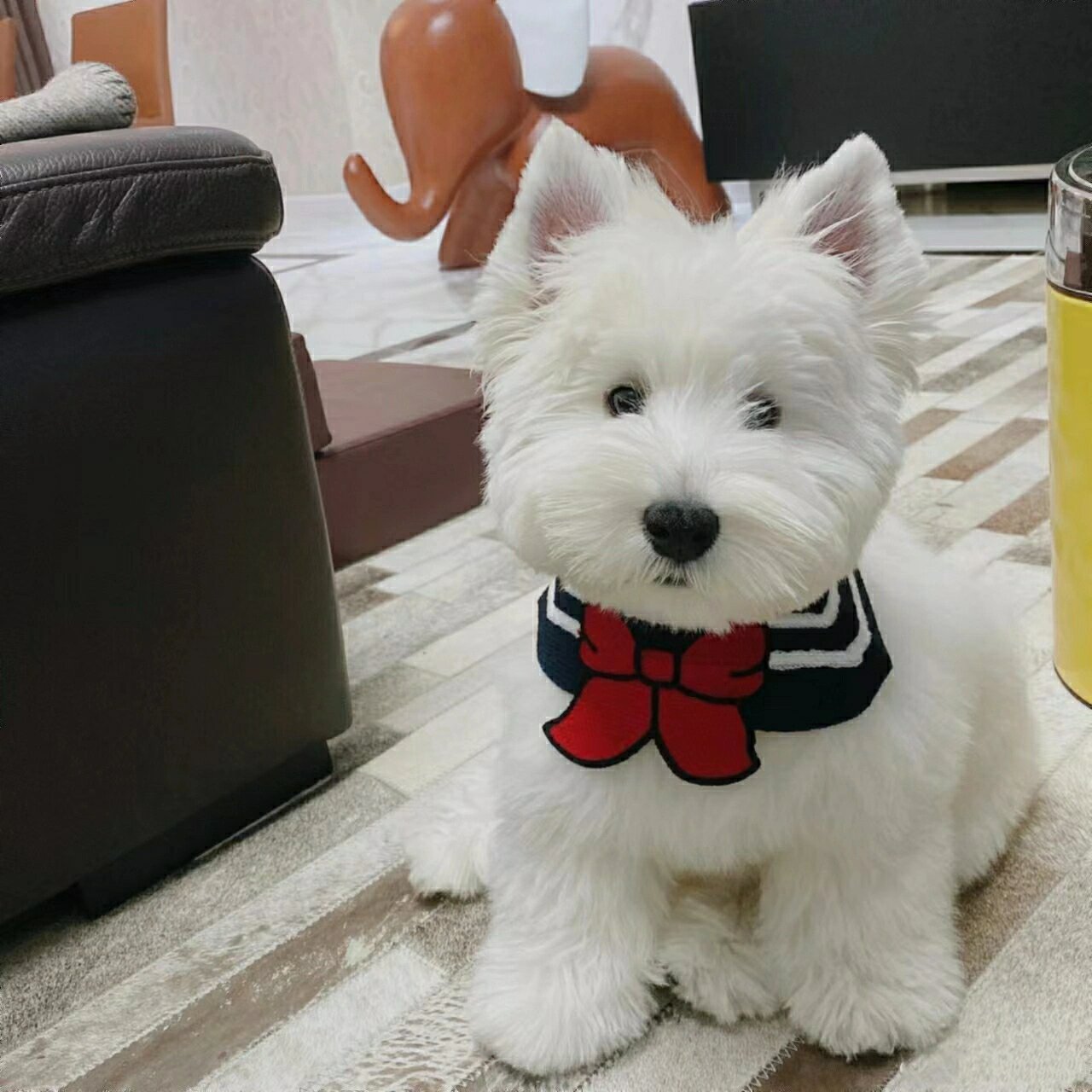 赛级西高地白梗cku犬舍幼犬双血统软毛刚毛活体小型纯种西部高地