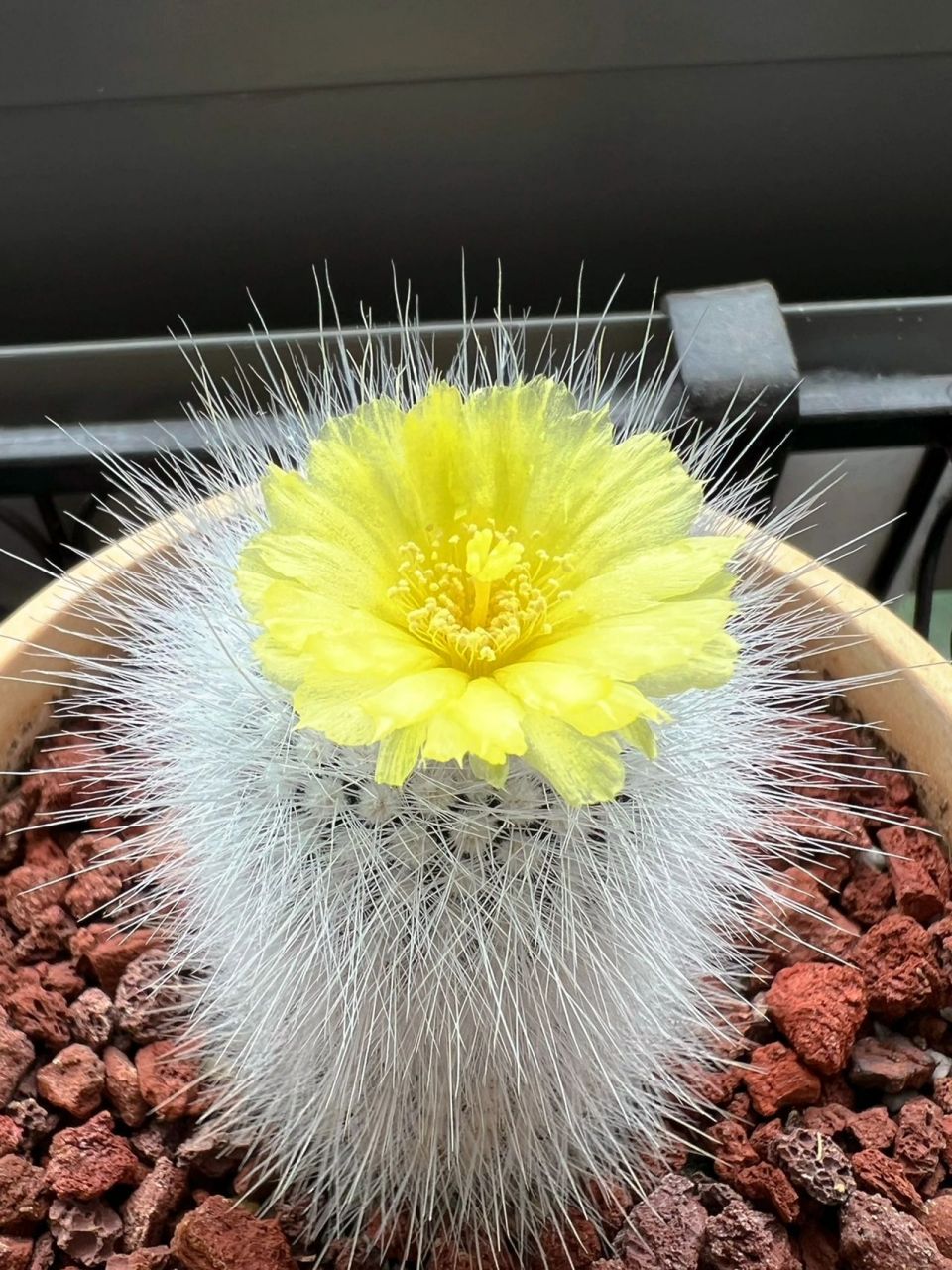 仙人球|白小町 播种仙人球开花啦98 这盆白小町是2019年6月时候播种