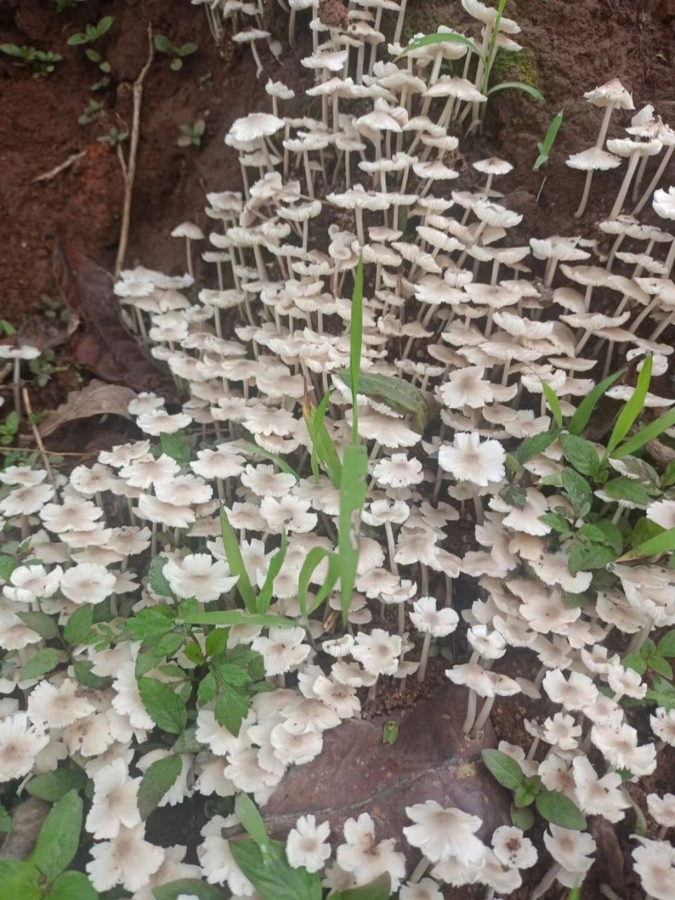 缅甸鸡枞花94 采茶累边看见的,顺便拍了照片,我们这边没有人吃,因为