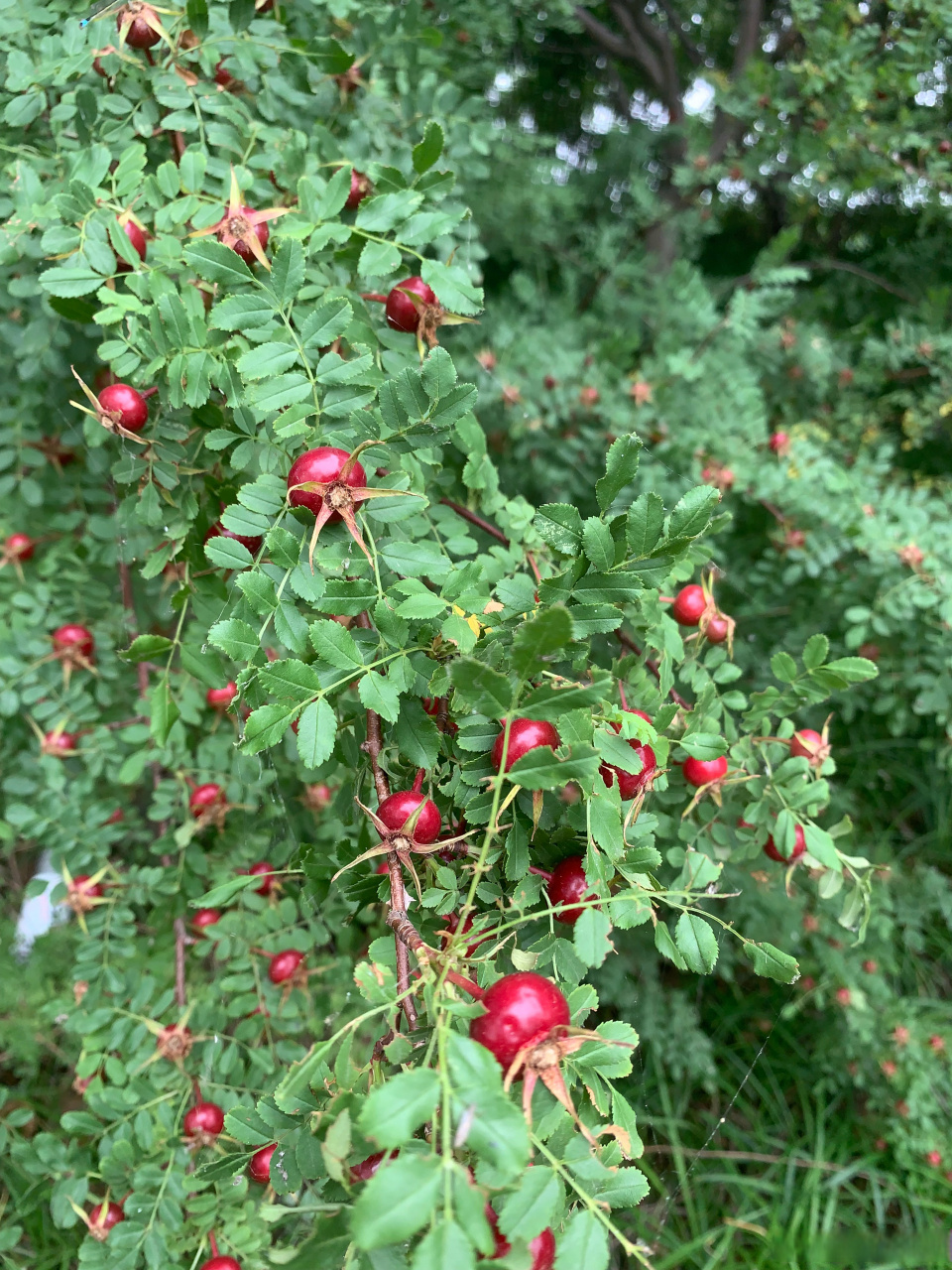 落红不是无情物,化作春泥更护花.山刺玫