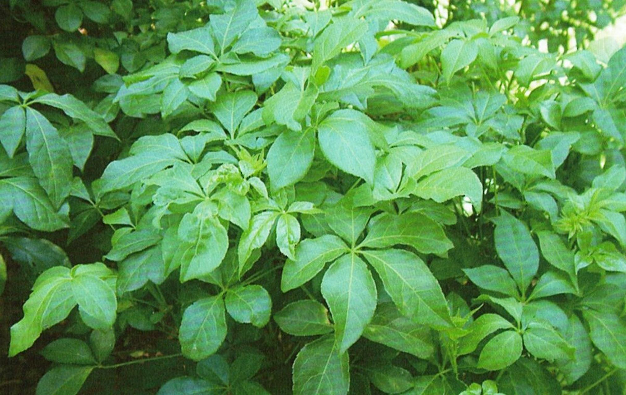 刺五加的一些禁忌 刺五加的一些禁忌 虽然说刺五加是一种很不错的中