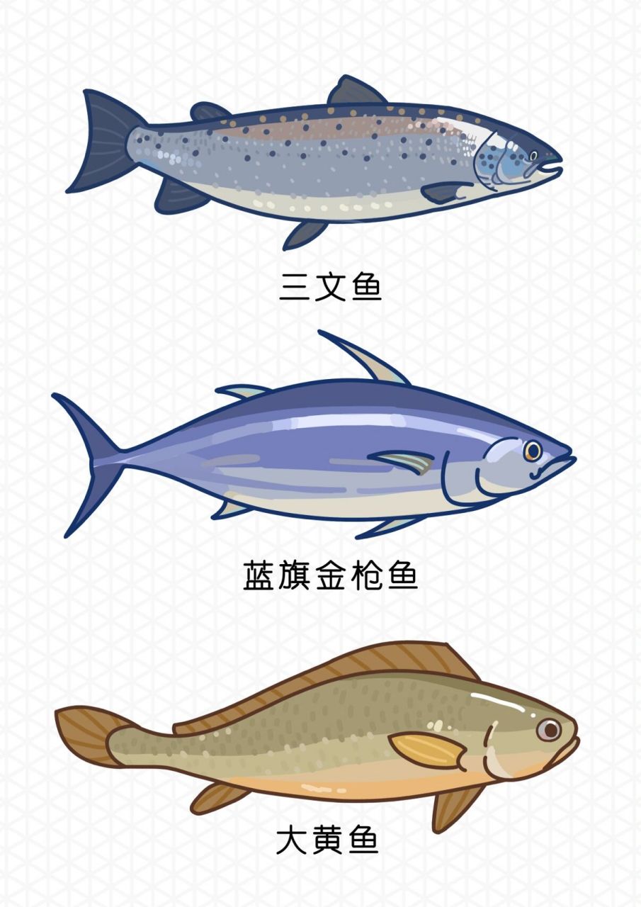 小红书最精美的海鲜简笔画36015不收藏后悔05