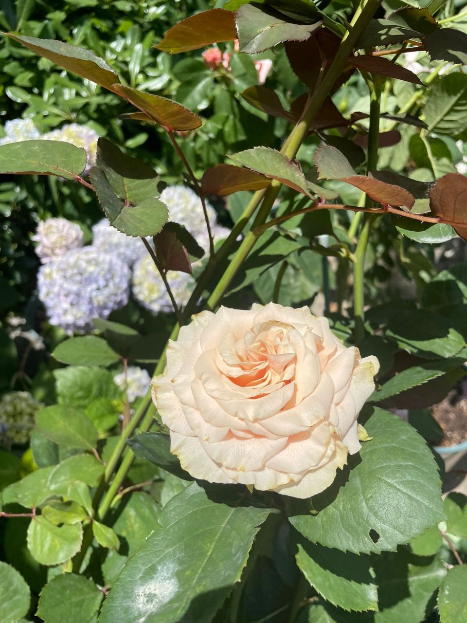 月季品种:尼古拉        去年买的牙签苗,长势特别快,无刺,直立性好