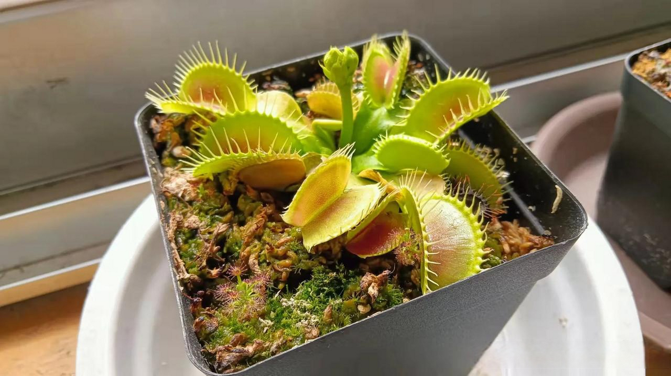 山东花友养的食虫植物捕蝇草和蝎子迷你茅膏菜 还有一个超级大的食虫