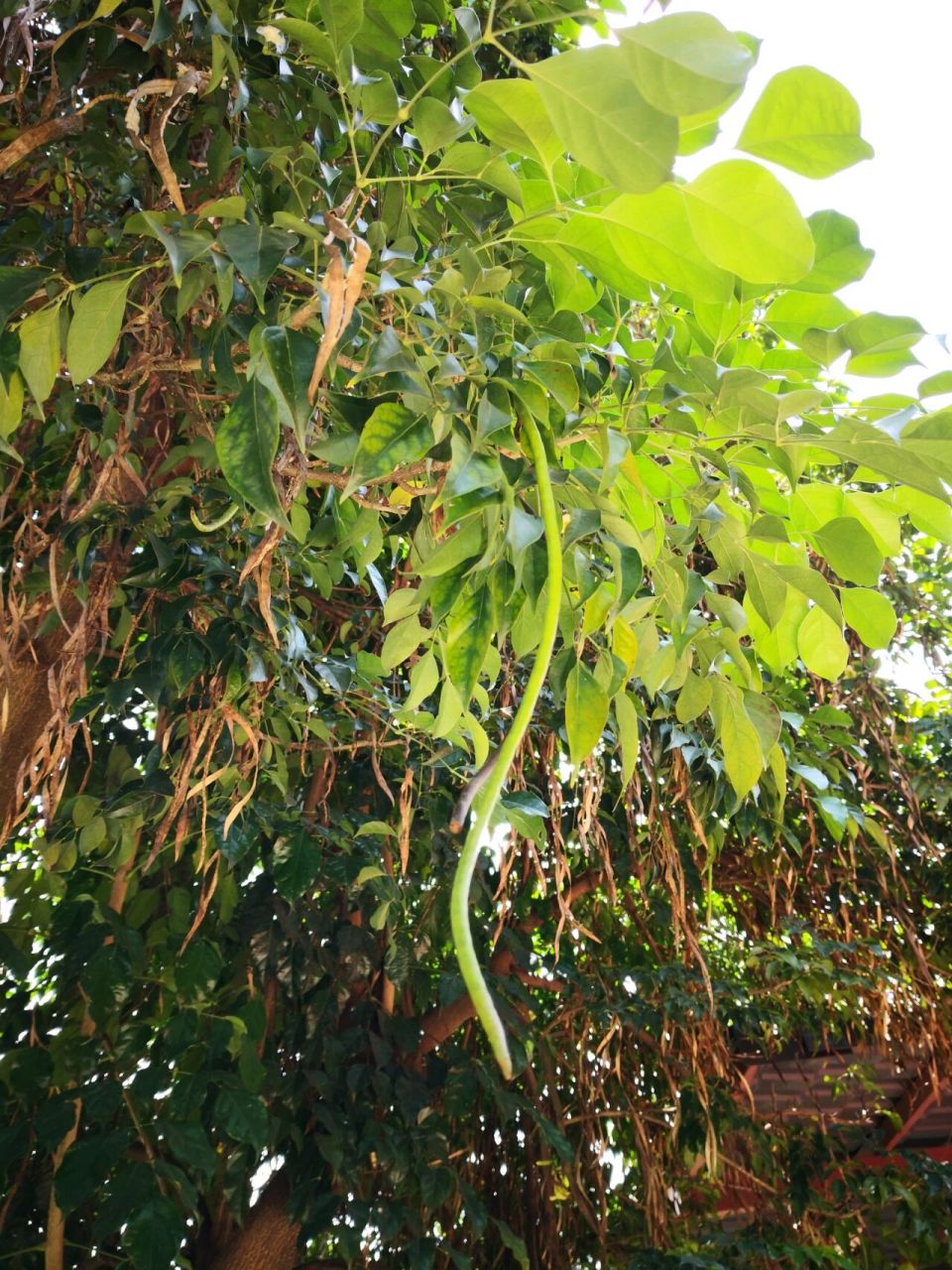 喜欢94,欣赏94-海南菜豆树 海南菜豆树 又名大叶牛尾连,紫葳科