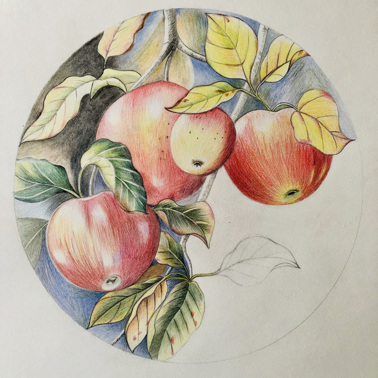 编号426(临于北京东亚奥北),这幅苹果上色比较复杂,要不停的换笔,只能