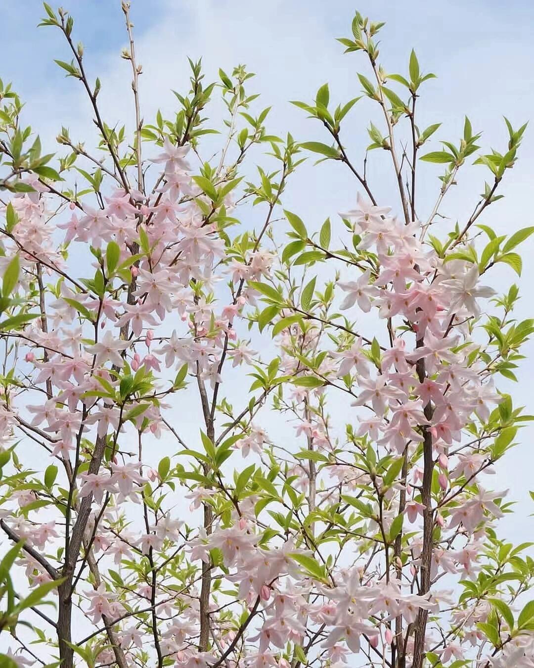 陀螺果花图片