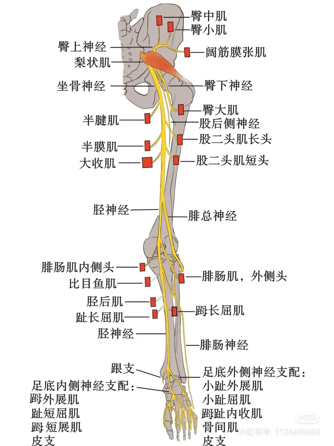 大腿构造示意图图片