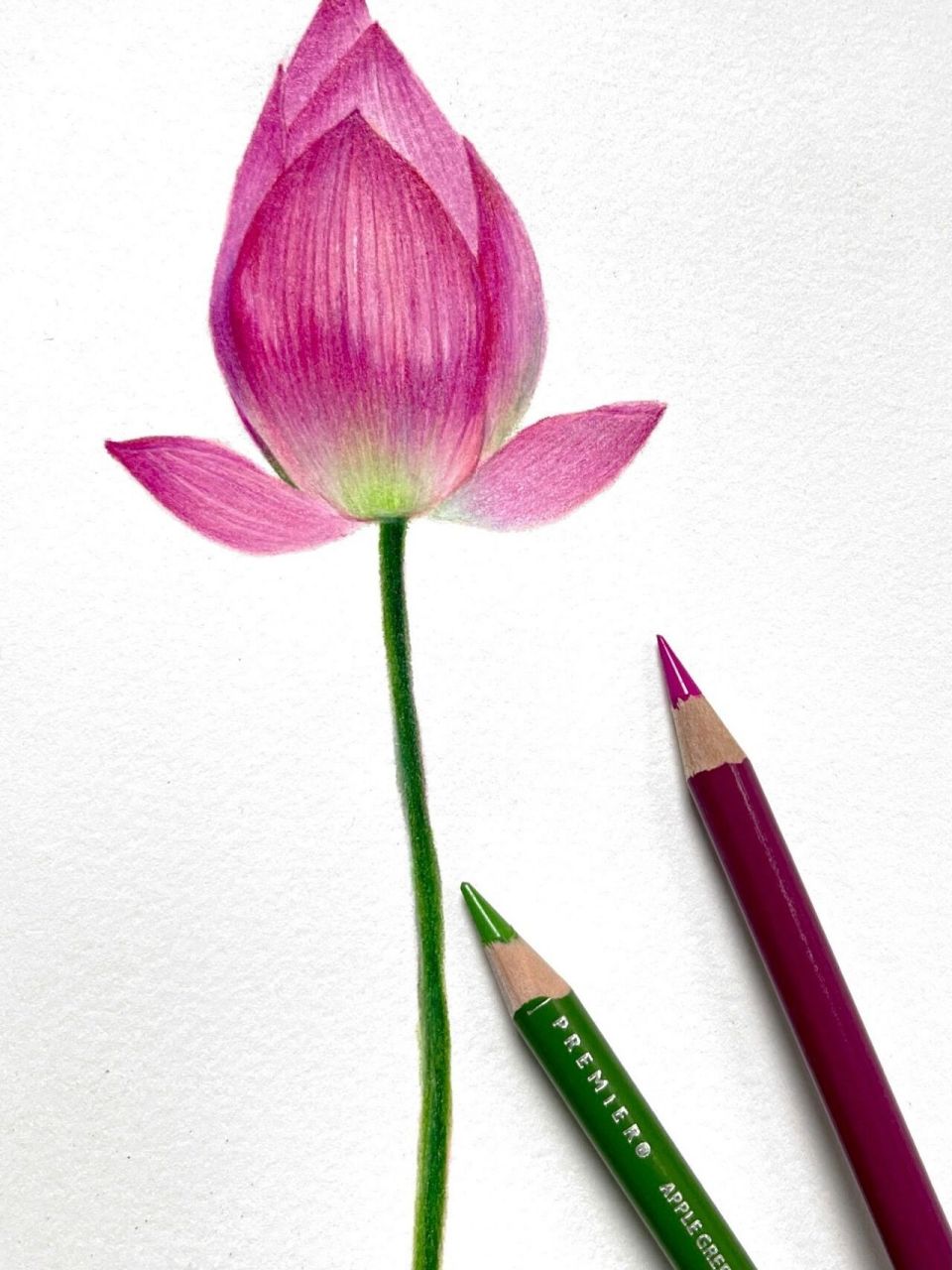 一朵荷花苞(含绘画过程图)