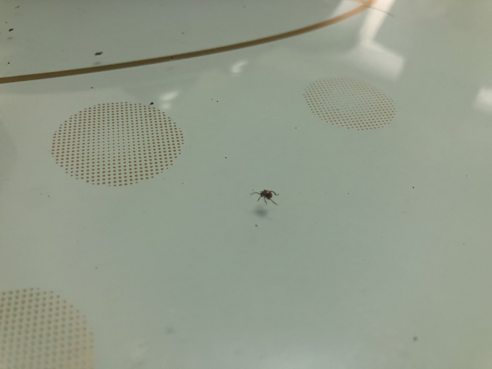 哈喽的动物科普:拟裸蛛甲 "早晨见蜘蛛发大财,中午见蜘蛛客人来,晚上