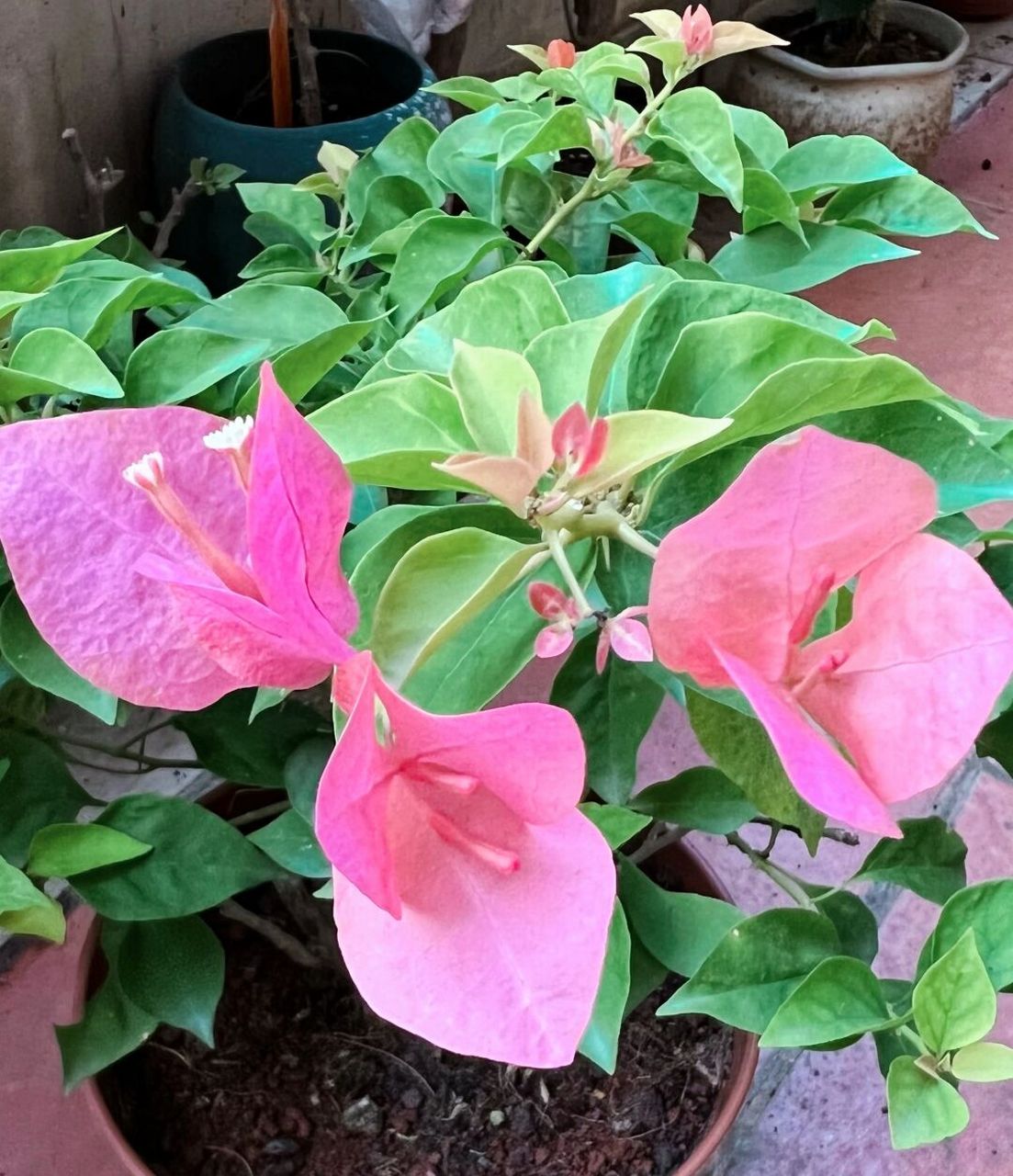 先橙后粉,新叶金黄色,比较好看的橙粉渐变品种[舔屏] #三角梅