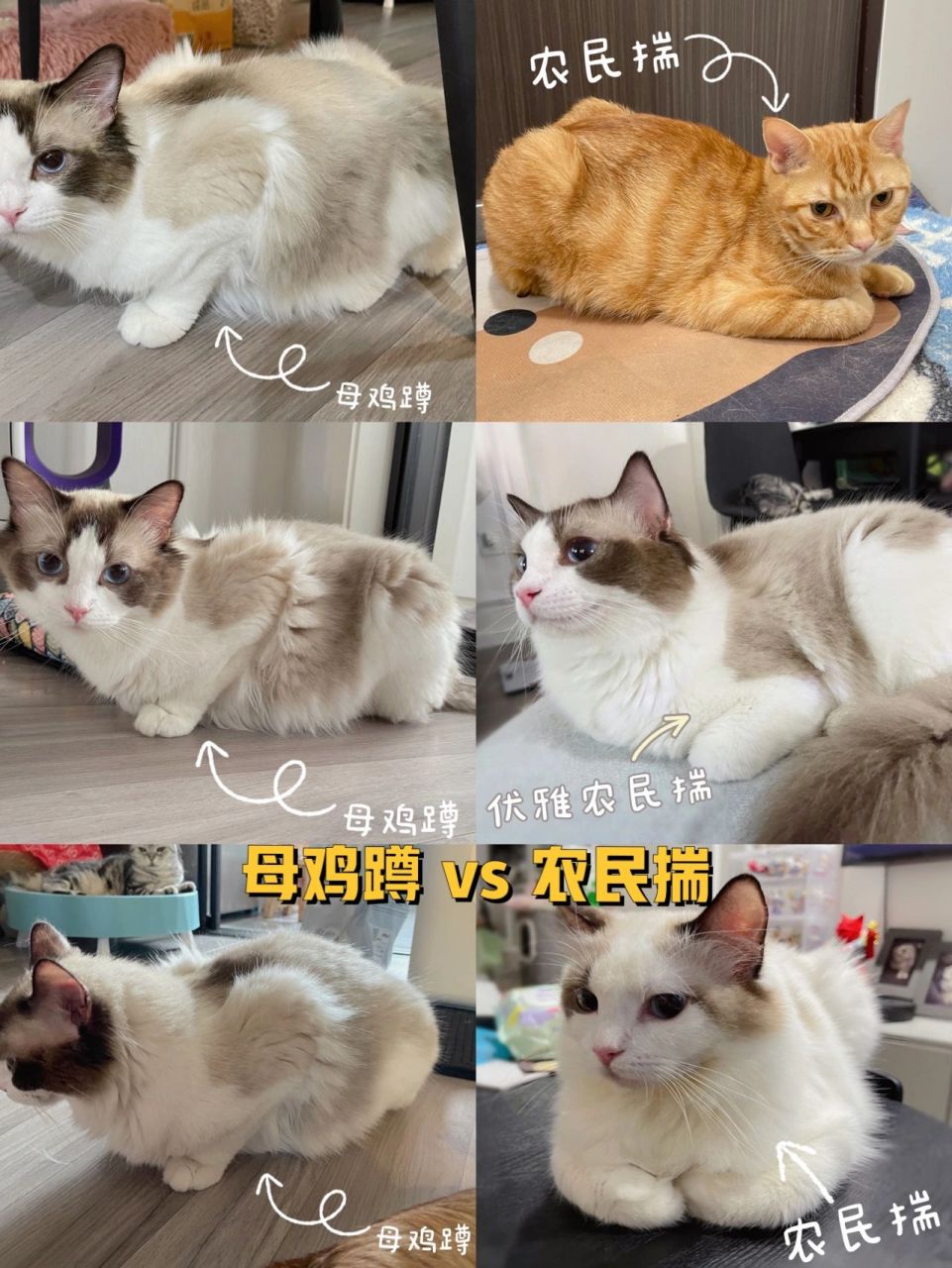 区分猫咪母鸡蹲vs农民揣vs潇洒躺 看图可以简单看出哪些姿势是母鸡蹲