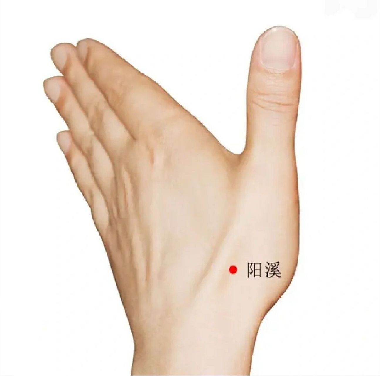 阳溪穴,头痛,耳鸣,防止脑中风,提神补气 今天来看一