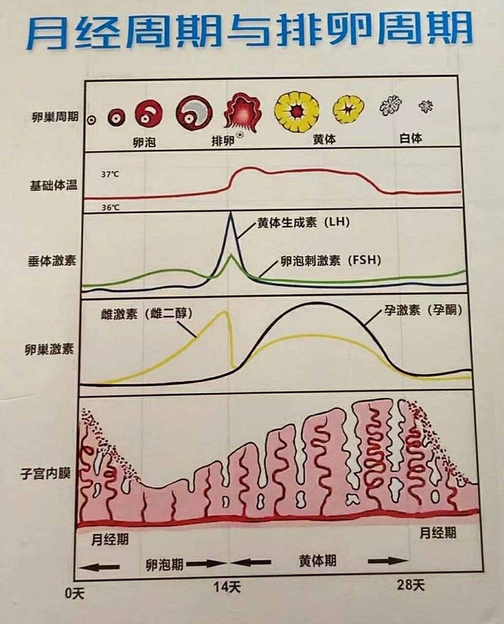 一图让你看懂女性各时期性激素六项变化情况 月经周期可以按照卵泡的