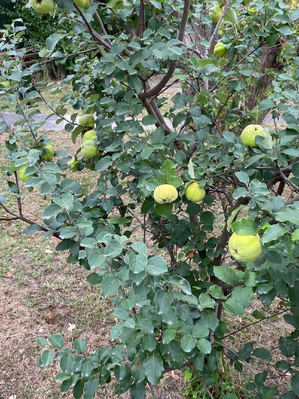 vulgaris pwea),属蔷薇科榅桲属,榅桲属仅榅桲一种,所有栽培的和野生