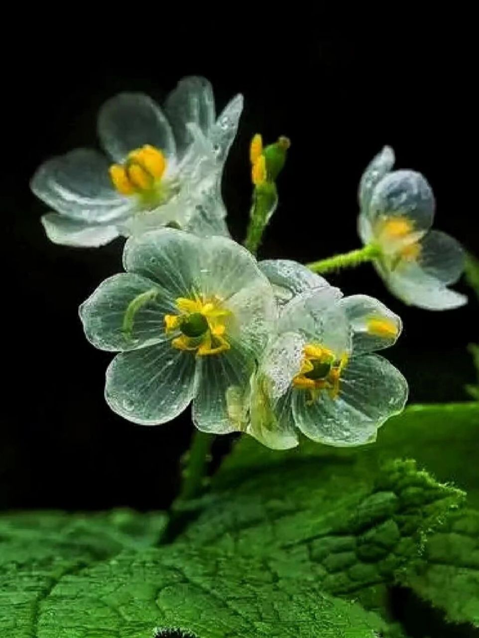 第一次认识山荷叶还是在《小花仙》里,当时就被它的特殊形态吸引琢怂