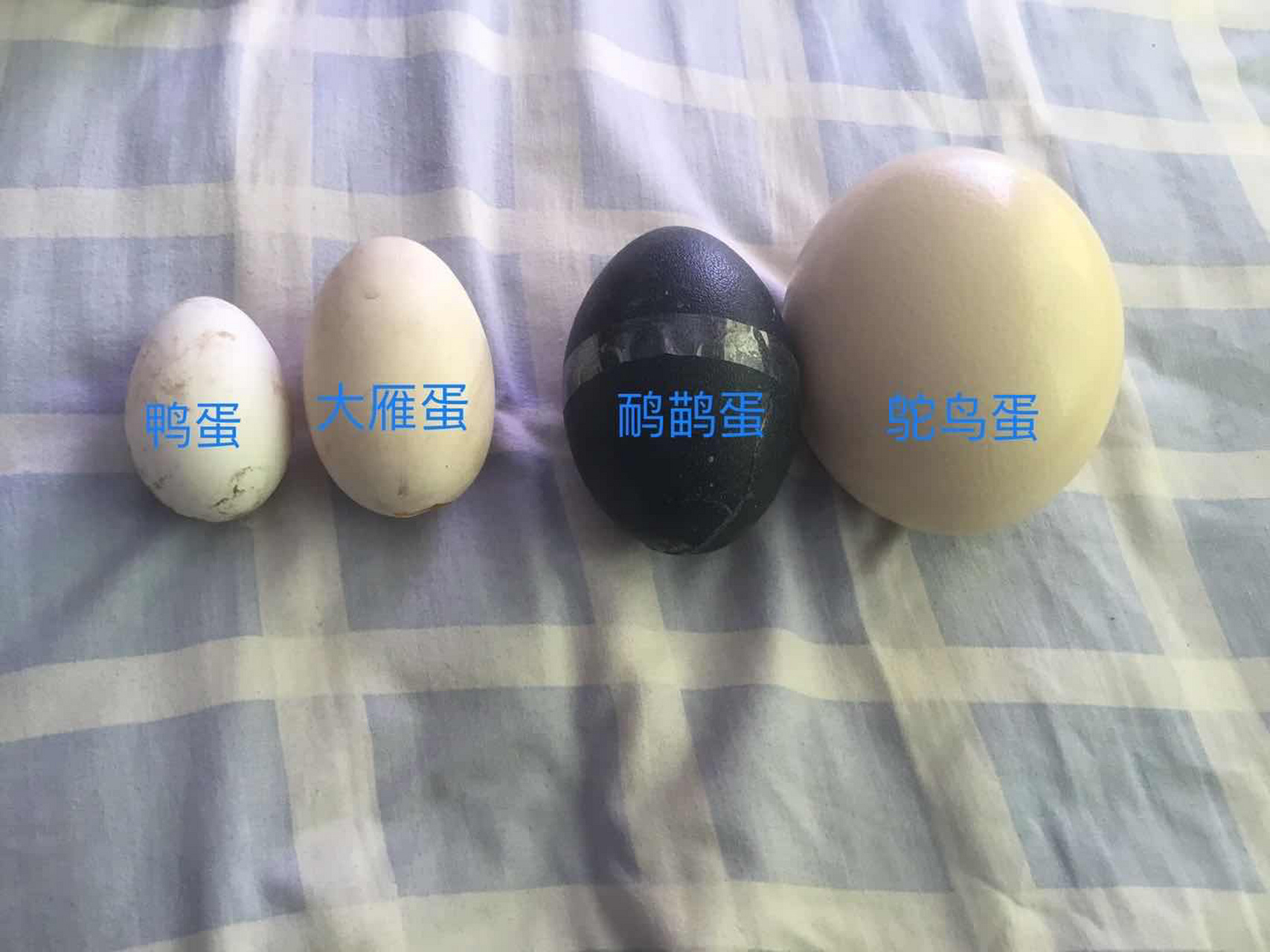 鸵鸟蛋 ,参照物对比一下就知道有多大了
