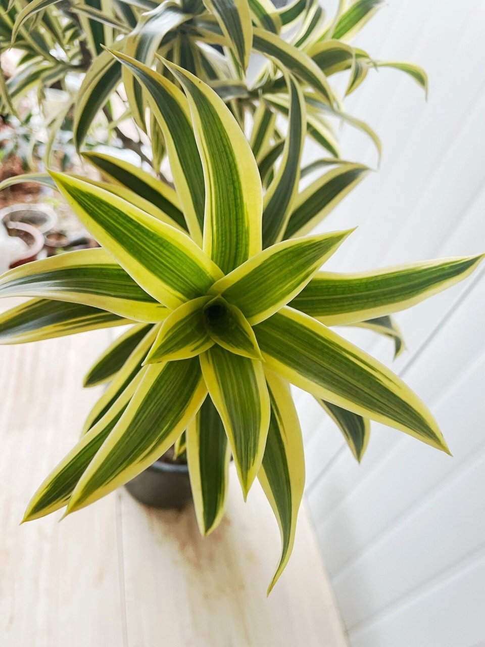 2m,   金边百合竹, 放在家中寓意百年好合.高1.2m,4.