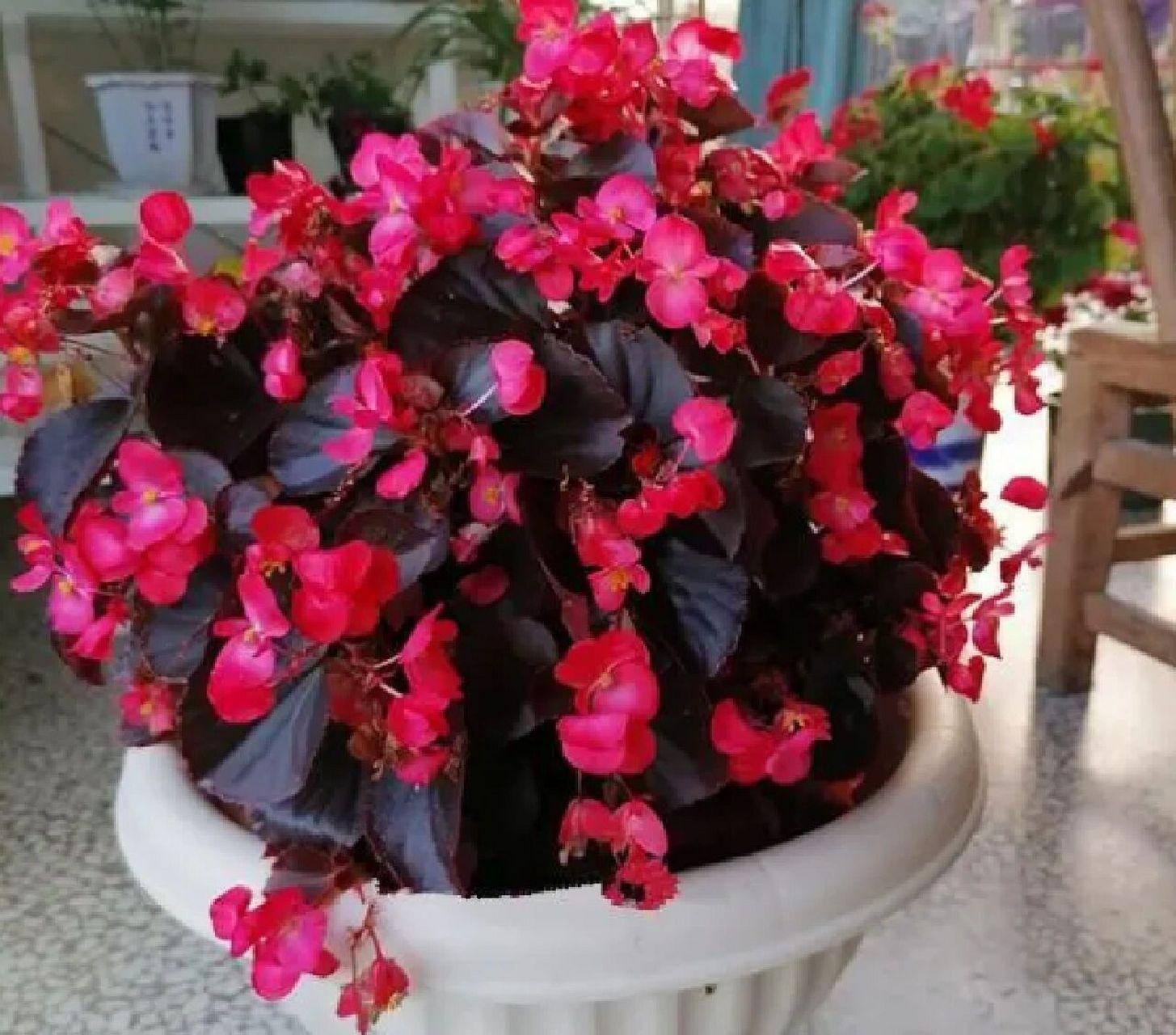 掌握这三点,轻松养护不黄叶 合理光照 在光照条件好的地方生长,玻璃翠