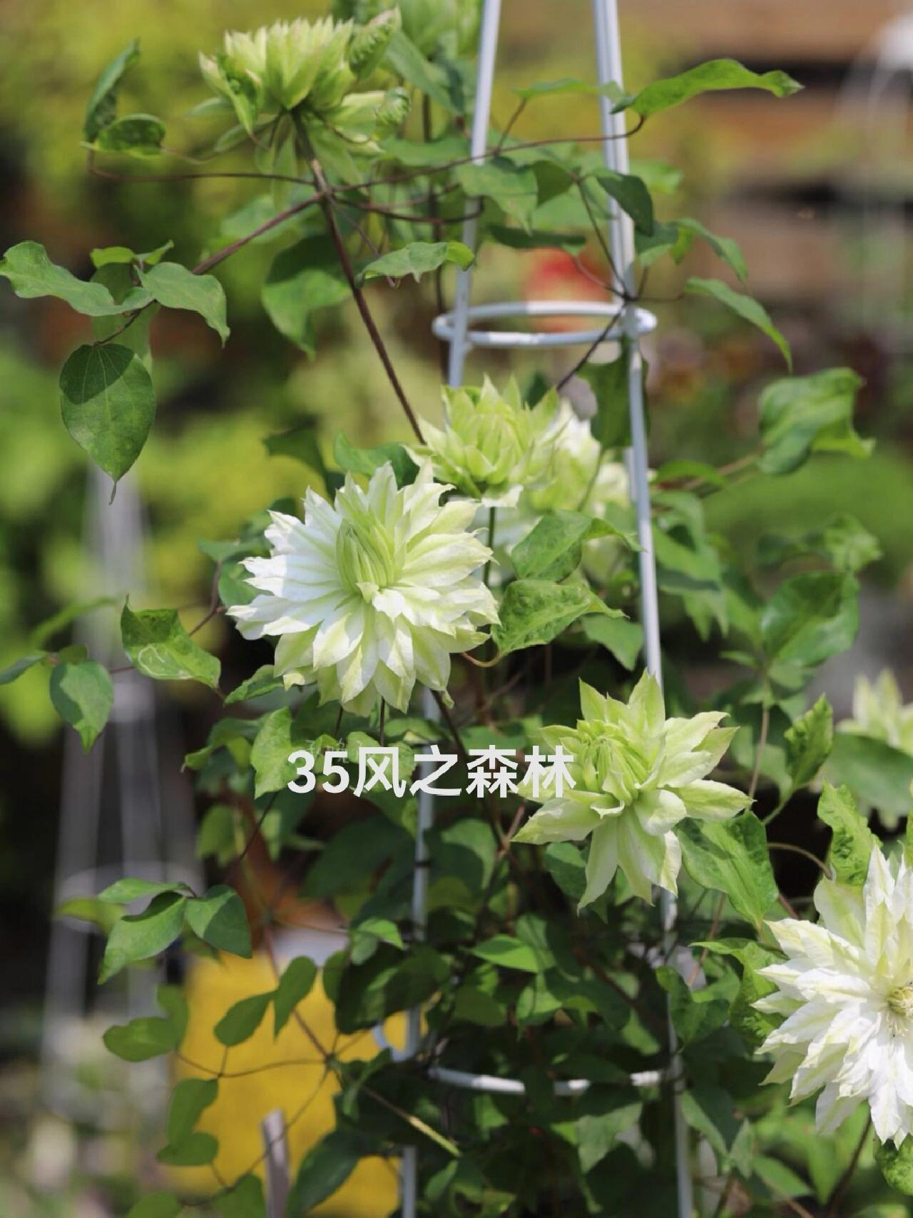 风之森林,别名化为千风,森之风等,小型类大花铁线莲,植株只能长到1