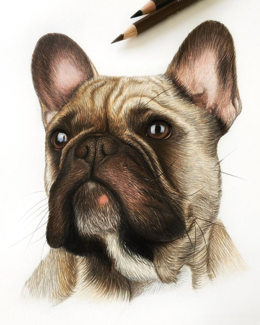 画家米娅彩铅动物画