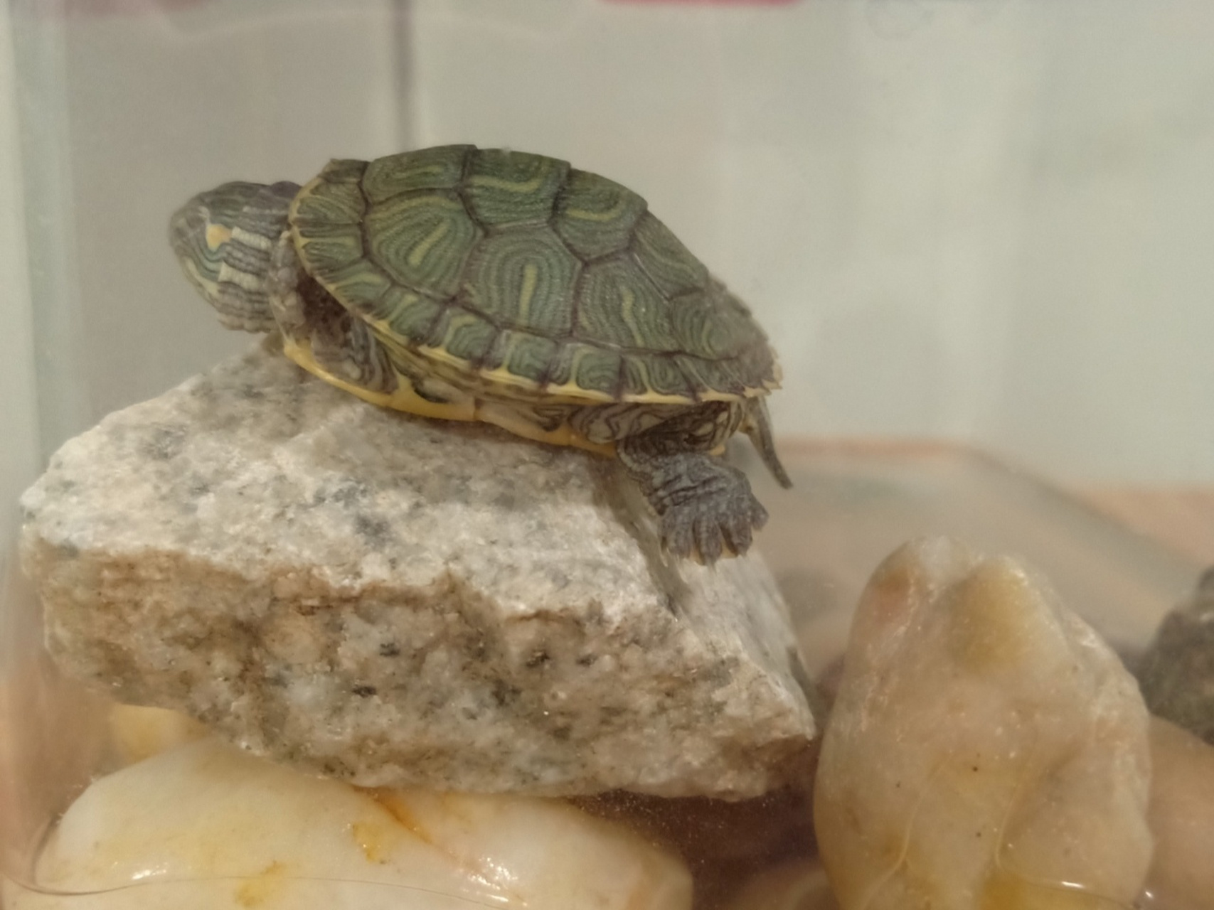 各位朋友,我的乌龟一直睡觉请问是有什么问题吗?