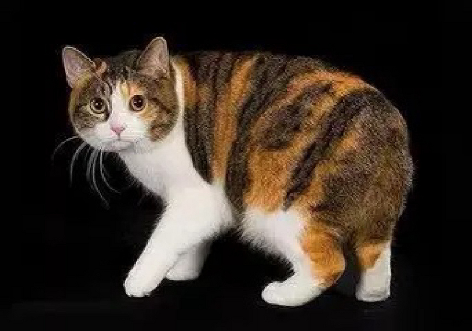 岛无尾猫 曼岛无尾猫 其他名称 曼岛短毛猫 曼岛长毛猫(也叫威尔斯猫)