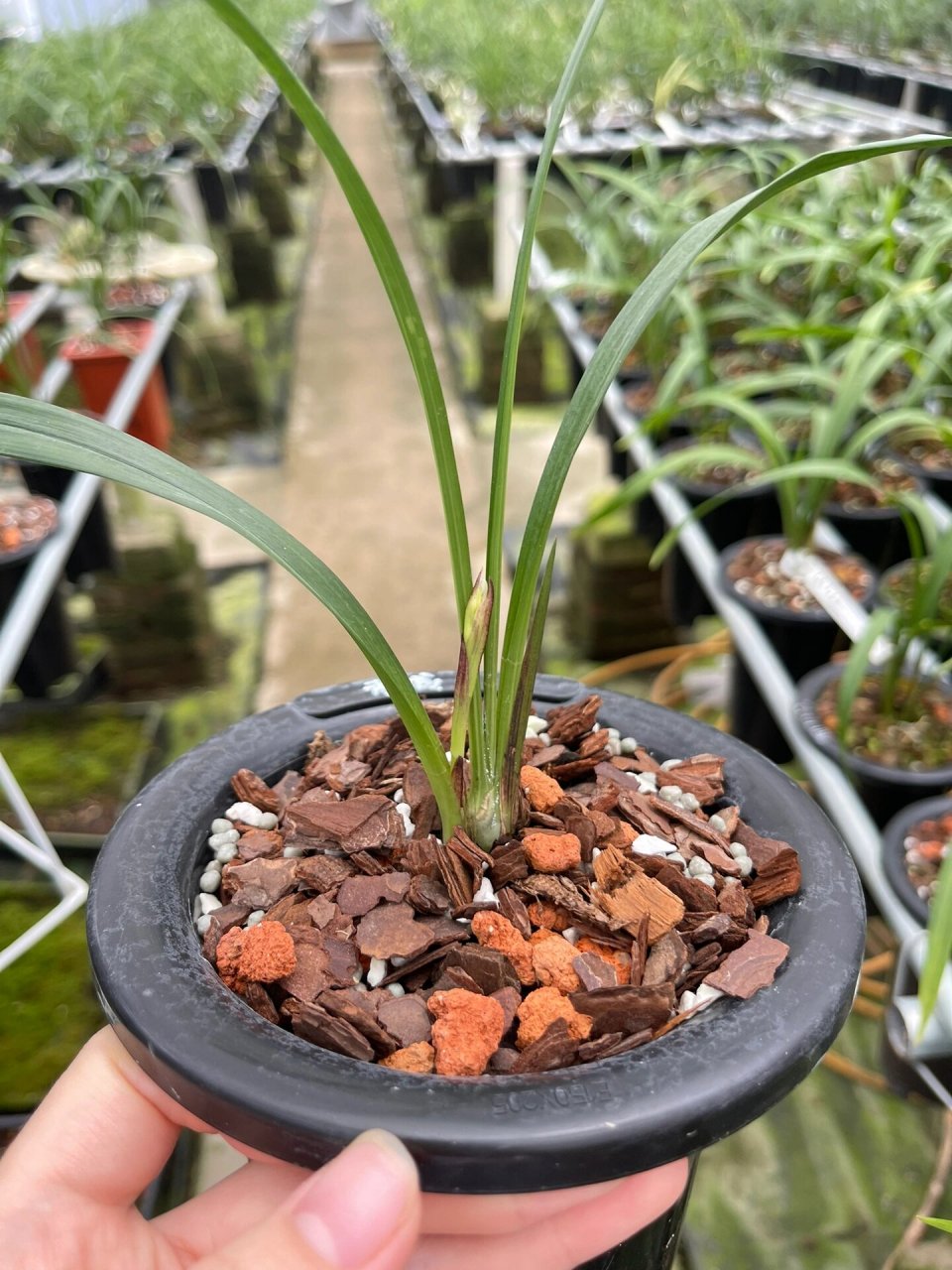 建兰～赤诚1苗带花苞 建兰～赤诚1苗带花苞