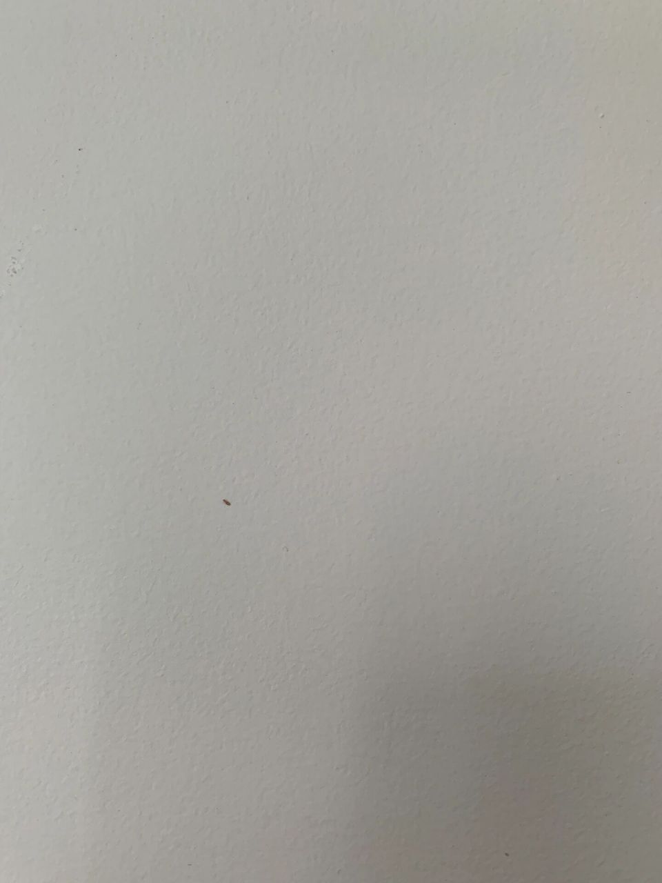 书虱 来新加坡后发现了一种叫书虱(booklice)的虫子,最开始是在墙上