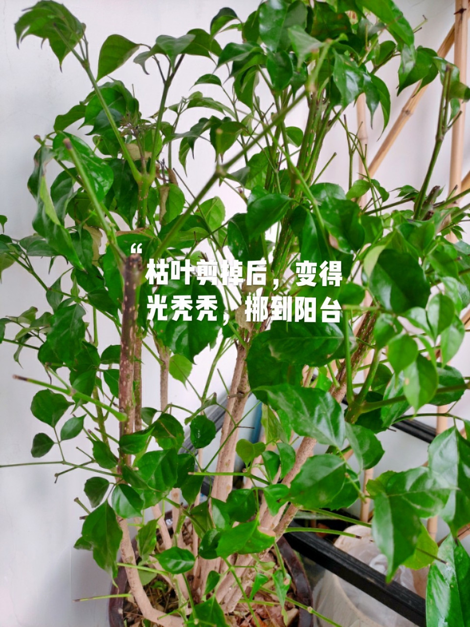 有没有懂得怎样修剪幸福树的小姐妹,求指教 图一是刚买回来时的样子